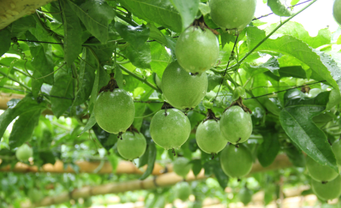 今年种植这水果的赚到了营养很高口味独特12元一斤供不应求