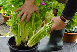 市场上买回来的芹菜,将底部茎切下来,泡水就能生根,养成盆栽