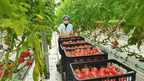 乌鲁木齐高新区 新市区 植物工厂雪山果和爆浆樱桃番茄上市
