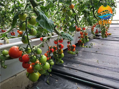 番茄、西红柿、种植案例