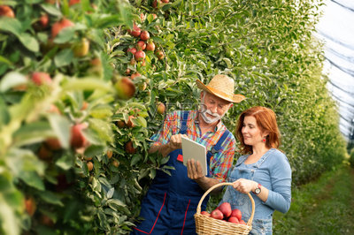 一对幸福的夫妇在水果种植园工作照片摄影